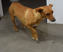 MONTO, Hund, Mischlingshund in Lehmkuhlen - Bild 13
