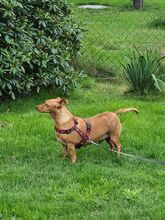 MONTO, Hund, Mischlingshund in Lehmkuhlen - Bild 15