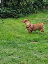 MONTO, Hund, Mischlingshund in Tarp - Bild 16