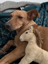 MONTO, Hund, Mischlingshund in Tarp - Bild 2