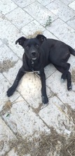 SUSY, Hund, Mischlingshund in Italien - Bild 1