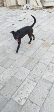 SUSY, Hund, Mischlingshund in Italien - Bild 3