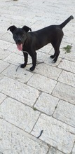 SUSY, Hund, Mischlingshund in Italien - Bild 4