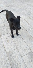 SUSY, Hund, Mischlingshund in Italien - Bild 5