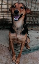 PANCAKE, Hund, Mischlingshund in Kroatien - Bild 1