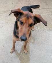 PANCAKE, Hund, Mischlingshund in Kroatien - Bild 11