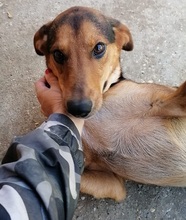 PANCAKE, Hund, Mischlingshund in Kroatien - Bild 5