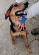 PANCAKE, Hund, Mischlingshund in Kroatien - Bild 7