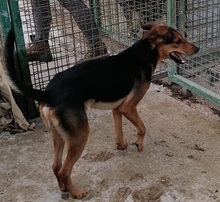 PANCAKE, Hund, Mischlingshund in Kroatien - Bild 8