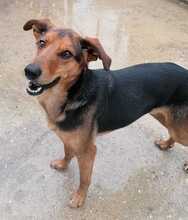 PANCAKE, Hund, Mischlingshund in Kroatien - Bild 9