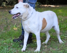 URSULA, Hund, Mischlingshund in Italien - Bild 1