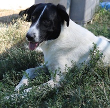 RUBIN, Hund, Mischlingshund in Griechenland - Bild 2