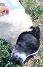 RUBIN, Hund, Mischlingshund in Griechenland - Bild 3