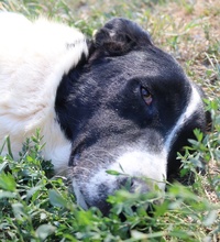 RUBIN, Hund, Mischlingshund in Griechenland - Bild 4