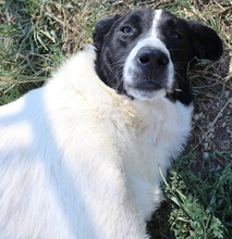 RUBIN, Hund, Mischlingshund in Griechenland - Bild 5