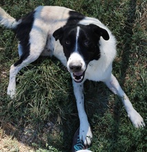 RUBIN, Hund, Mischlingshund in Griechenland - Bild 6