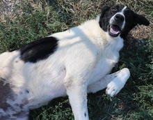 RUBIN, Hund, Mischlingshund in Griechenland - Bild 7