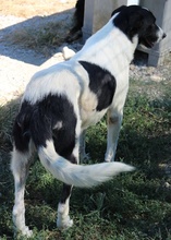 RUBIN, Hund, Mischlingshund in Griechenland - Bild 8