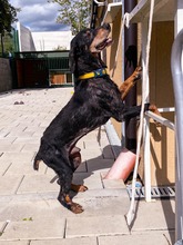 PATRIOT, Hund, Mischlingshund in Slowakische Republik - Bild 11