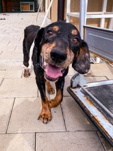 PATRIOT, Hund, Mischlingshund in Slowakische Republik - Bild 12