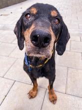 PATRIOT, Hund, Mischlingshund in Slowakische Republik - Bild 2