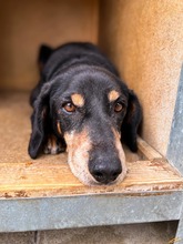 PATRIOT, Hund, Mischlingshund in Slowakische Republik - Bild 26
