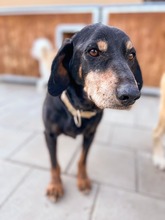 PATRIOT, Hund, Mischlingshund in Slowakische Republik - Bild 27