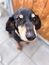 PATRIOT, Hund, Mischlingshund in Slowakische Republik - Bild 30