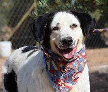 OCARINA, Hund, Herdenschutzhund-Mix in Spanien - Bild 3