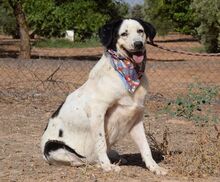 OCARINA, Hund, Herdenschutzhund-Mix in Spanien - Bild 4