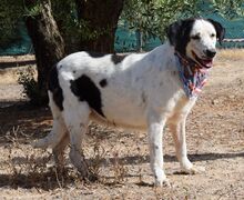 OCARINA, Hund, Herdenschutzhund-Mix in Spanien - Bild 5