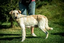 FILIPPA, Hund, Mischlingshund in Ungarn - Bild 1
