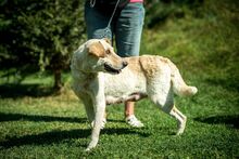 FILIPPA, Hund, Mischlingshund in Ungarn - Bild 10