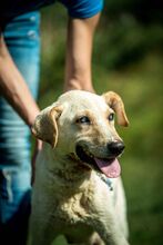 FILIPPA, Hund, Mischlingshund in Ungarn - Bild 2