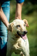 FILIPPA, Hund, Mischlingshund in Ungarn - Bild 3