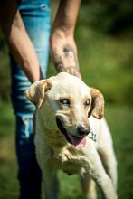 FILIPPA, Hund, Mischlingshund in Ungarn - Bild 4