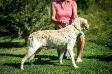 FILIPPA, Hund, Mischlingshund in Ungarn - Bild 5