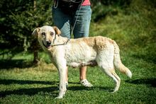 FILIPPA, Hund, Mischlingshund in Ungarn - Bild 7