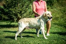 FILIPPA, Hund, Mischlingshund in Ungarn - Bild 8