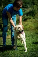 FILIPPA, Hund, Mischlingshund in Ungarn - Bild 9