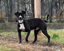 MATTEO, Hund, Mischlingshund in Ungarn - Bild 8