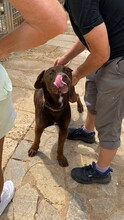 BROWNIE, Hund, Labrador-Mix in Spanien - Bild 2