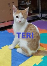 TERI, Katze, Europäisch Kurzhaar in Bulgarien - Bild 1