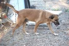 MALO, Hund, Mischlingshund in Griechenland - Bild 2