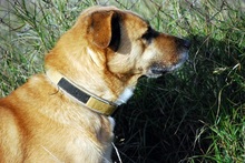 MALO, Hund, Mischlingshund in Griechenland - Bild 3