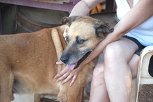 MALO, Hund, Mischlingshund in Griechenland - Bild 5