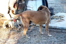 MALO, Hund, Mischlingshund in Griechenland - Bild 7