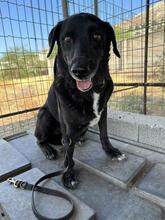 JASON, Hund, Mischlingshund in Griechenland - Bild 1