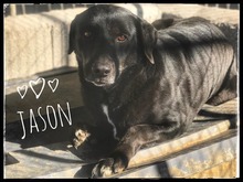 JASON, Hund, Mischlingshund in Griechenland - Bild 10