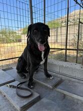 JASON, Hund, Mischlingshund in Griechenland - Bild 2